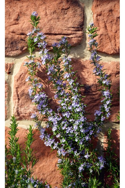 Розмарин лікарський Корсикан Блю